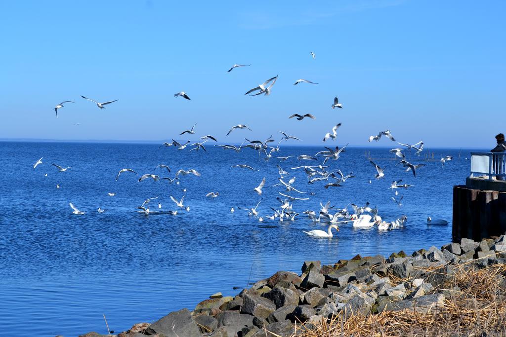 Ferienwohnung ab zum Haff Ueckermünde Zimmer foto